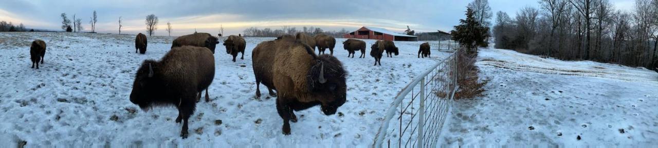 Cedar Cabin Located On A Buffalo Farm Marshall 外观 照片